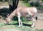 動物図鑑、モウコノロバ